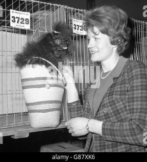 Tiere - Crufts Dog Show - Olympia, London. Gill Dewhurst aus Leeds wird mit ihrem Pudel Creskeld Poupe auf der Crufts Dog Show in Olympia, London, abgebildet. Stockfoto