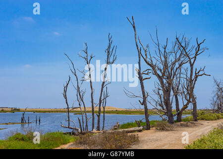 Tote Bäume stehen auf der Seite einen Wanderweg in der Nähe ein Gezeitenbecken und Sumpfland bei Huntington Beach in Kalifornien. Stockfoto