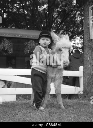 Nimbus, das zwei Monate alte Eselfohlen, ist wie ein Kuscheltier neben John Miers, 4, aus Langley, auf der Royal Windsor Horse Show. Stockfoto