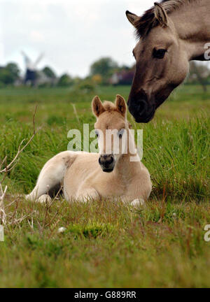 Konik Ponys - eine primitive polnische Rasse - in den Ofen gebracht, um zu helfen, es in einer nachhaltigen Weise zu verwalten. Stockfoto