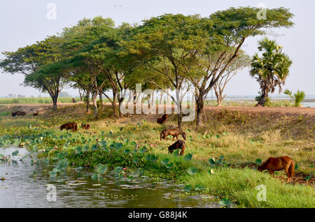 Pferd Essen am Ufer des See Nong Han in Sakon Nakhon, Thailand Stockfoto