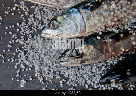 blauer Fisch fangfrisch ideal für eine gesunde Ernährung fertig gekocht werden Stockfoto