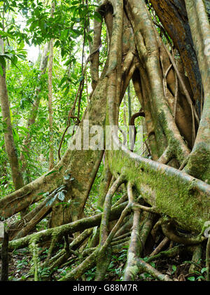 Blick auf das Wurzelwerk eines Baumes Würgefeige in der Mossman Gorge, Teil des Daintree National Park, Mossman, Queensland, Australien Stockfoto