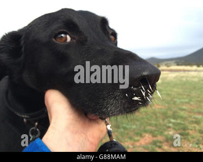 Hund mit Stachelschweinborsten in der Nase Stockfoto