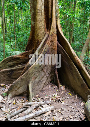 Blick auf das Wurzelwerk eines Baumes Würgefeige in der Mossman Gorge, Teil des Daintree National Park, Mossman, Queensland, Australien Stockfoto