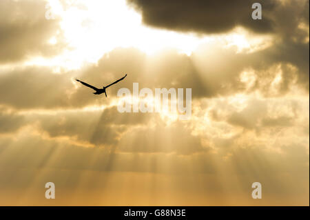 Vogel-Silhouette ist ein Vogel seine Flügel gegen eine feinstoffliche Sonne Strahl Himmel steigenden ausbreitet. Stockfoto