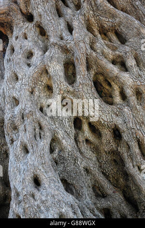 Nahaufnahme eines alten Olivenbaum Stamm Stockfoto