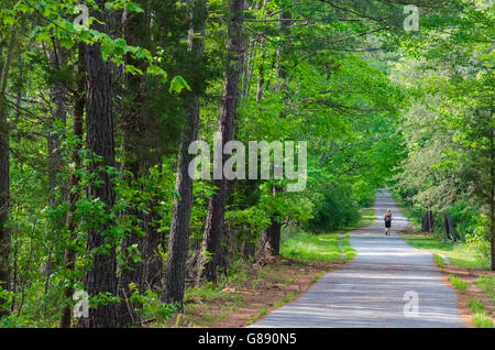 Rückansicht der Frau zu Fuß auf Weg entlang Bäume im Wald Stockfoto