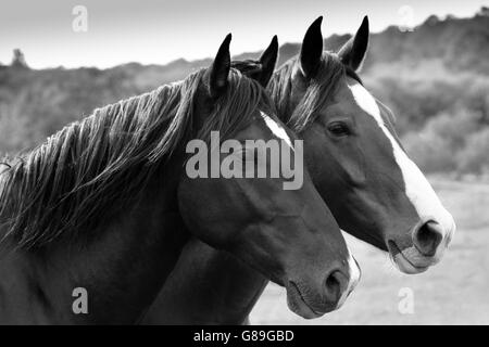 Pferde auf einer Wiese, Dordogne, Frankreich. Stockfoto