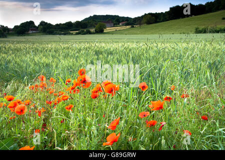 Ein Feld von wilden Mohn wächst in einem Feld im frühen Morgenlicht mit Hügeln im Hintergrund Stockfoto