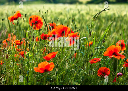 Ein Feld von wilden Mohn wächst in einem Feld in das frühe Morgenlicht Stockfoto