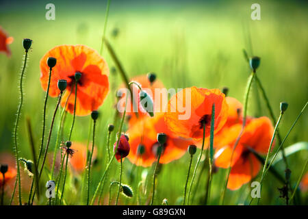 Detail der roten wilden Mohn in einem Feld in Frühling Dordogne Frankreich Stockfoto