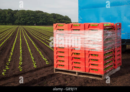 Sunnyhurst Samen Schalen von Cos Salat gestapelt auf die Ankunft von Maschinen, weitere Zeilen der Salat Ernten in Tarleton, UK zu Pflanzen Stockfoto