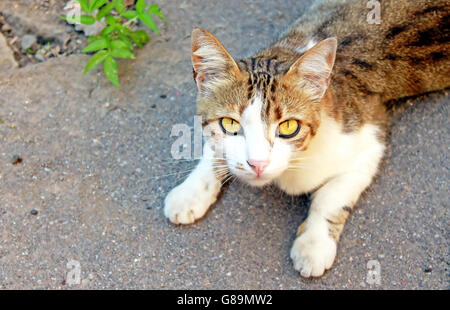 Katze ist auf dem Asphalt liegen. Stockfoto