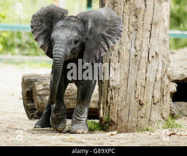 Ein weibliches afrikanisches Elefantenkalb mit einem Gewicht von 80 kg, das mit ihrer Mutter Tammy unterwegs ist. Der Park soll einen nationalen SMS-Textwettbewerb einrichten, um sie zu benennen. Stockfoto