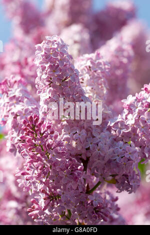 Gemeinsamen Flieder (Syringa Vulgaris), blühend, Mostviertel, muss Viertel, Niederösterreich, Österreich Stockfoto