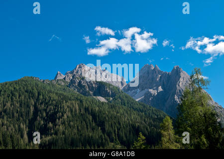 Tanne Wald, Dolomiten, Val Fiscalina Alta Pusteria Tal, Südtirol, Italien, Europa Stockfoto