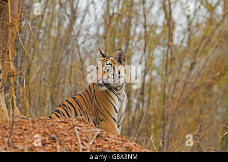 Royal Bengal Tiger Cub auf einem Hügel Stockfoto
