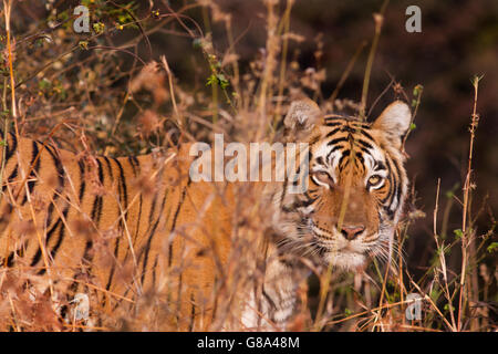 Royal Bengal Tiger in das Dickicht im Ranthambhore National Park Stockfoto