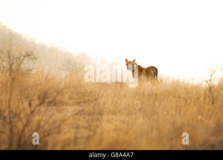 Royal Bengal Tiger im goldenen Morgenlicht Stockfoto