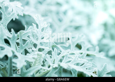 Soft-Fokus Makroaufnahme Centaurea Aschenpflanze, Dusty Miller, Silber Staub, Staub Kreuzkraut Grünpflanzen auf Unschärfe Hintergrund mit cop Stockfoto