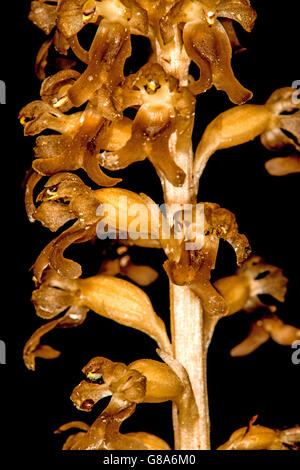 Vogel-Nest Orchid auf einer Wiese in Deutschland Stockfoto