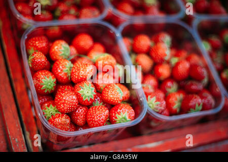 Sortiment von frischen Bio-rote Beeren Erdbeeren am lokalen Markt In Trays Stockfoto