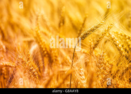 Ernte bereit goldene gelbe Triticale Ohren, Mischung aus Weizen und Roggen im bebauten Gebiet wachsen Stockfoto