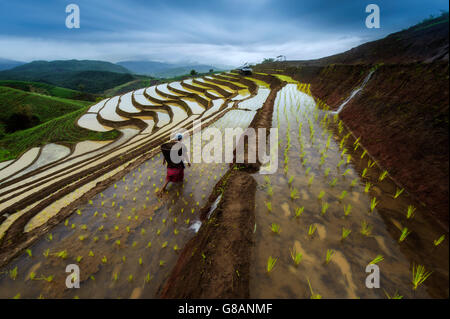 Frau arbeitet im Terraced Rice Reisfeld, Thailand Stockfoto