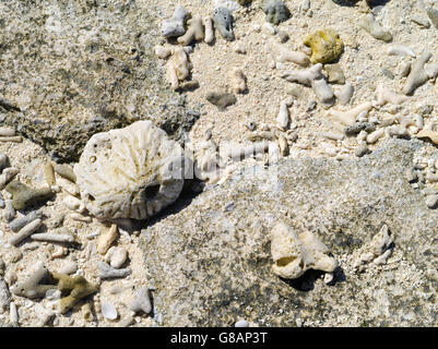 Verwitterte Korallen am Strand, Lady Musgrave Island, Queensland, Australien Stockfoto