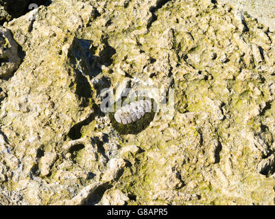 Chiton und verwitterte Korallen am Strand, Lady Musgrave Island, Queensland, Australien Stockfoto