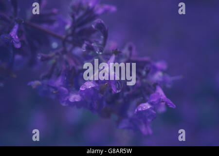 Nahaufnahme auf Nepeta Cataria oder Katzenminze Blumen mit Tropfen nach Regen. Getönten Bild, geringe Schärfentiefe Stockfoto