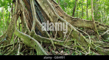 Blick auf das Wurzelwerk eines Baumes Würgefeige in der Mossman Gorge, Teil des Daintree National Park, Mossman, Queensland, Australien Stockfoto