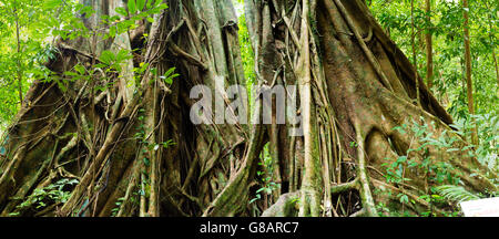 Blick auf das Wurzelwerk eines Baumes Würgefeige in der Mossman Gorge, Teil des Daintree National Park, Mossman, Queensland, Australien Stockfoto