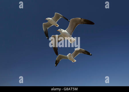 Drei Möwen fliegen in einer Reihe, myanmar Stockfoto