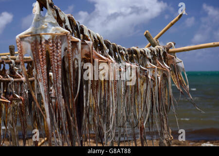 Gestelle zum Aufhängen von Oktopus zum Trocknen, Oktopus Fischer, Anse Baleine Rodrigues Stockfoto