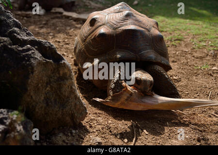 Riesenschildkröten, François Leguat Riesenschildkröte und Cave Parc, Anse Quitor Rodrigues Stockfoto