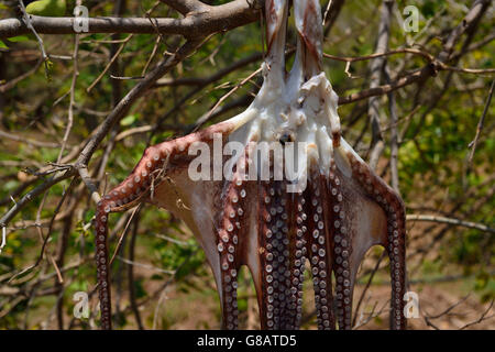 Oktopus, aufhängen zum Trocknen, Riviere Banane, Rodrigues Stockfoto