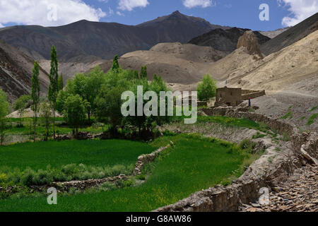 Trekking Lamayuru - Wanla, in der Nähe von Lamayuru, Ladakh, Jammu und Kaschmir, Indien Stockfoto