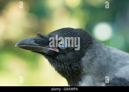 Porträt einer grauen Krähe. Stockfoto