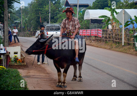 Mann von Phu thai ethnischen Reiten Buffalo auf der Straße-Tour rund um am Verbot keine Hom in Morgen am 16. Januar 2016 in Sakon Nakho Stockfoto