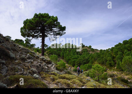 Wandern, Parque Natural De La Sierra Tejeda y Almijara, Andalusien, Spanien Stockfoto