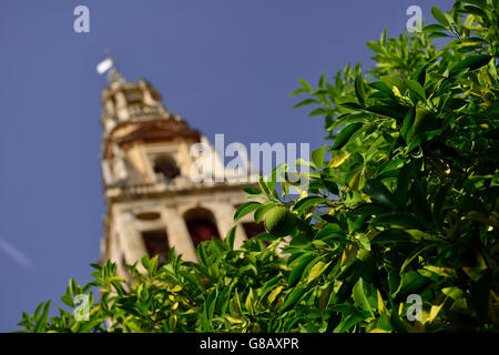 Glockenturm, Mezquita, Kathedrale von Cordoba, Cordoba, Andalusien, Spanien Stockfoto