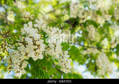 Baum mit Clustern von Akazie blüht im Frühjahr Stockfoto