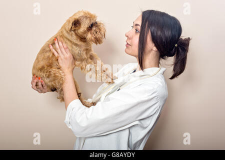 Junge Frauen Arzt untersucht einen kleinen Hund Griffon Stockfoto