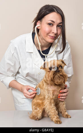 Junge Frauen Arzt untersucht einen kleinen Hund Griffon Stockfoto