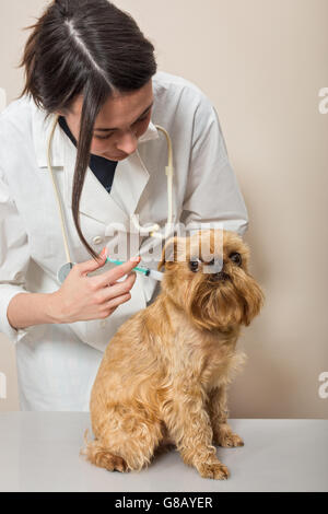 Junge Frau Doktor macht der geimpften ein kleiner Hund Stockfoto