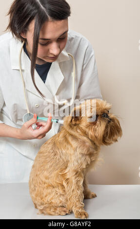 Junge Frau Doktor macht der geimpften ein kleiner Hund Stockfoto