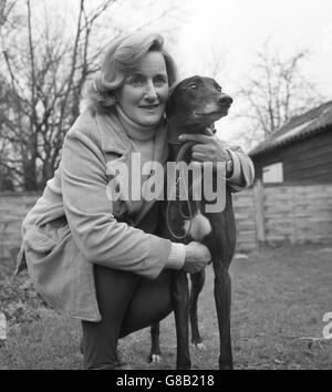 Tiere - Greyhound Entführung - Thornwood, Essex Stockfoto