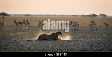 Löwe-Jagd-Strategie, Nxai Pan, Botswana Stockfoto